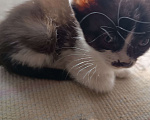 Кошки в Донецке: Котятки-ребятки ищут дом  Девочка, Бесплатно - фото 4