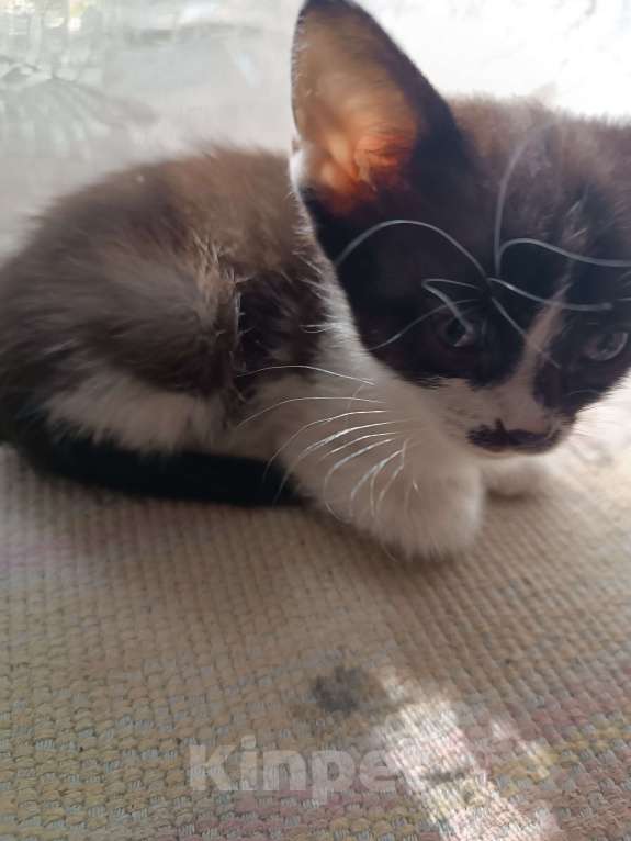 Кошки в Донецке: Котятки-ребятки ищут дом  Девочка, Бесплатно - фото 4