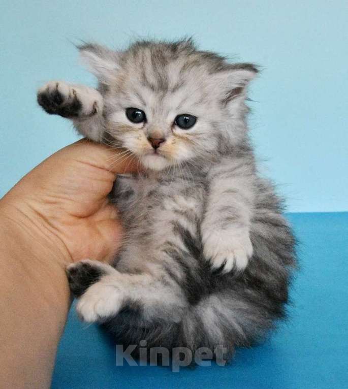 Кошки в Москве: Сибирские котики богатыри Мальчик, Бесплатно - фото 6