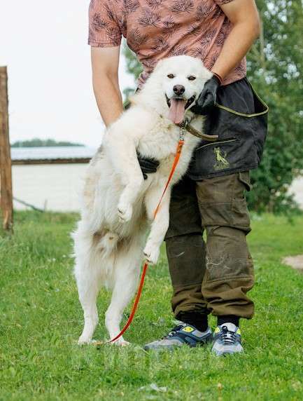 Собаки в других городах Московской области: Собака ждет дружную семью Мальчик, Бесплатно - фото 8