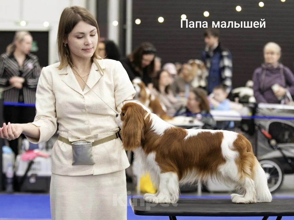 Собаки в Санкт-Петербурге: Кавалер Кинг Чарльз Спаниель, щенок Девочка, 180 000 руб. - фото 7