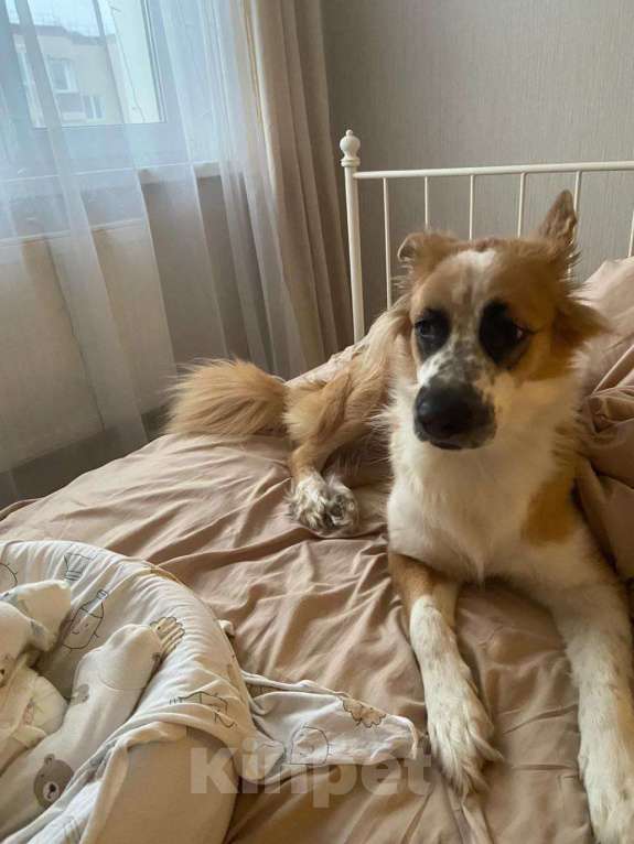 Собаки в Москве: Лялька срочно ищет дом Девочка, Бесплатно - фото 2