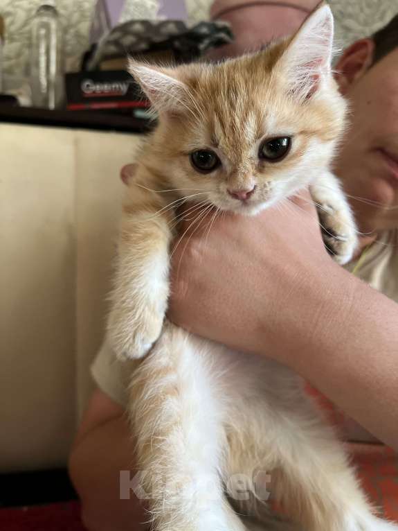 Кошки в Воронеже: Золотой британский мальчишка Мальчик, 30 000 руб. - фото 8