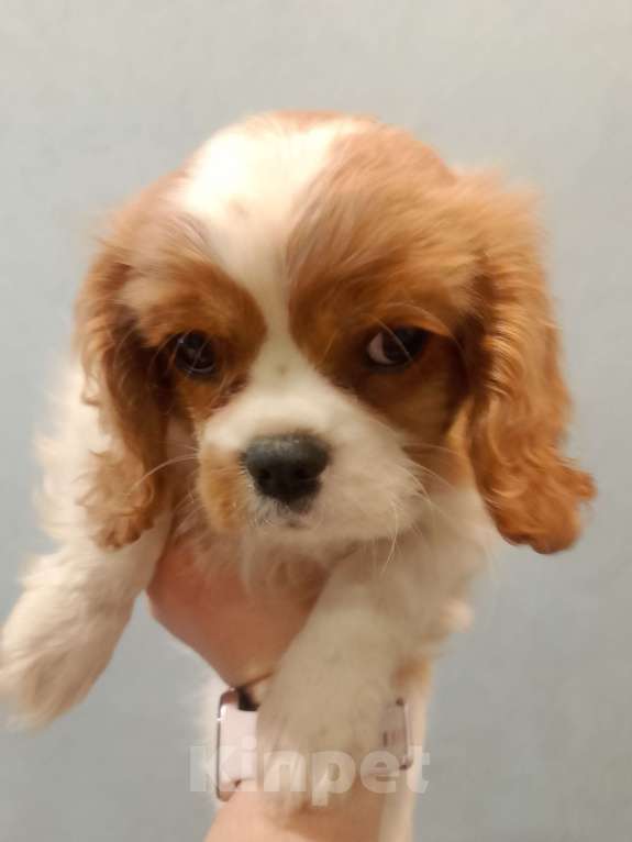 Собаки в Нижнем Новгороде: Щенки кавалер Кинг Чарльз спаниеля в любимцы Мальчик, 70 000 руб. - фото 2