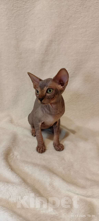 Кошки в Москве: Топовая девочка канадского сфинкса Девочка, 45 000 руб. - фото 2