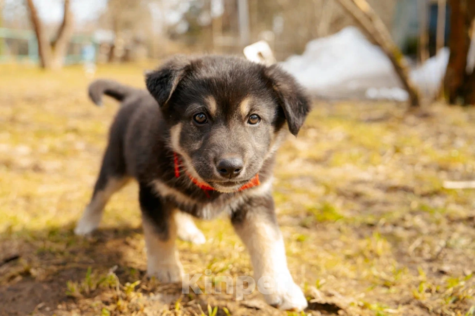 Собаки в Красногорске: Щенок девочка Юкки ищет дом Девочка, Бесплатно - фото 6