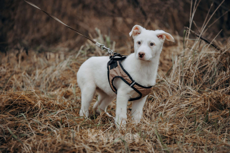 Собаки в Москве: Щенок-девочка, белоснежная красотка в дар Девочка, Бесплатно - фото 3