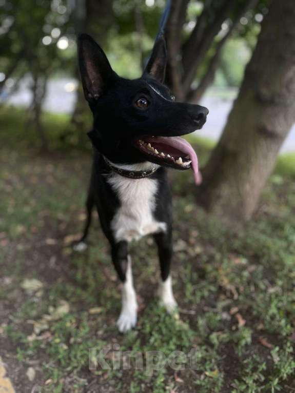 Собаки в Москве: Пес Малыш в дар на радость и счастье!)) Мальчик, Бесплатно - фото 3