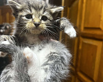 Кошки в Твери: Котята мейн-кун Девочка, 1 500 руб. - фото 1