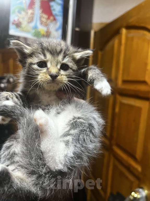 Кошки в Твери: Котята мейн-кун Девочка, 1 500 руб. - фото 1