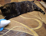Кошки в Сертолово: Стерилизованная кошечка 6 месяцев, Бесплатно - фото 4