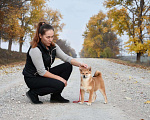 Собаки в Краснодаре: Купить щенка Сиба-Ину Мальчик, 40 000 руб. - фото 7