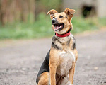 Собаки в Домодедово: Возьми меня домой Девочка, Бесплатно - фото 3