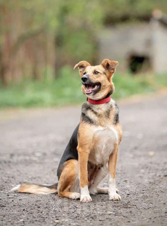 Собаки в Домодедово: Возьми меня домой Девочка, Бесплатно - фото 3