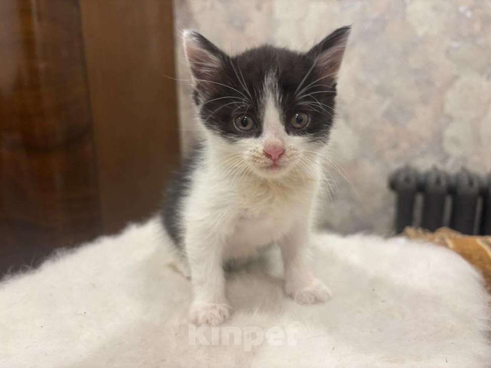 Кошки в Москве: Малютка Шанечка. Котенок в добрые руки. Девочка, Бесплатно - фото 8