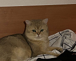 Кошки в Екатеринбурге: шотландец прямоухий  Мальчик, 20 000 руб. - фото 2