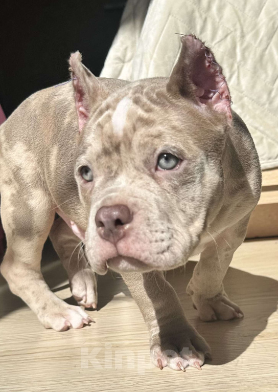 Собаки в Лыткарино: Мальчик Американский булли Мальчик, 200 000 руб. - фото 3