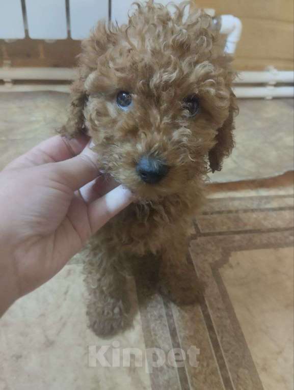 Собаки в Туле: Щенки пуделя Разнополые, 45 000 руб. - фото 6