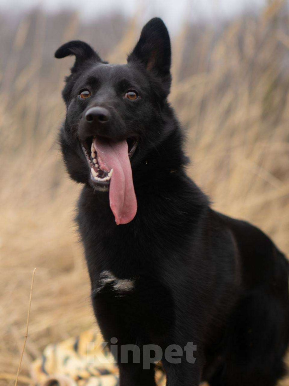 Собаки в Москве: Уголек очень хочет домой  Мальчик, Бесплатно - фото 1