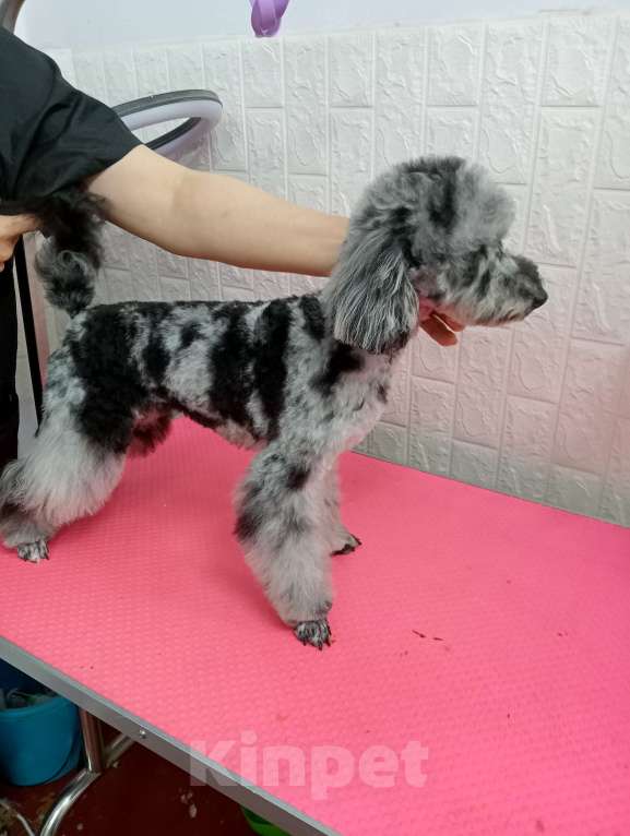 Собаки в Ставрополе: Мраморная девочка  Девочка, 75 000 руб. - фото 3