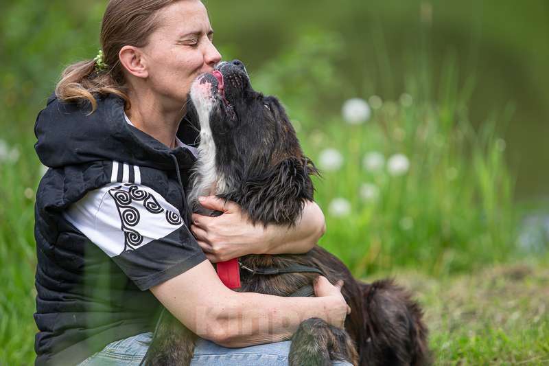 Собаки в Москве: Молодая метис леонбергера Чара в добрые руки Девочка, Бесплатно - фото 2
