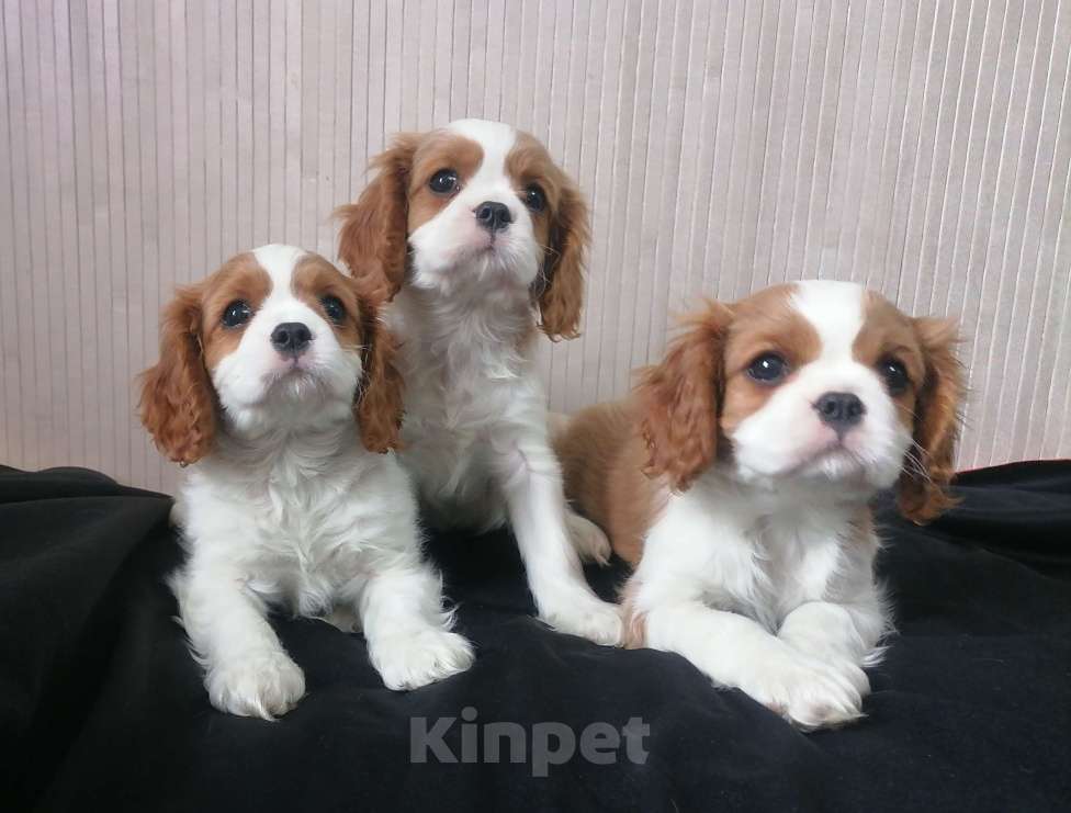 Собаки в Москве: Щенки Кавалер кинг Чарльз спаниель 2 мес М и Д Девочка, 80 000 руб. - фото 2