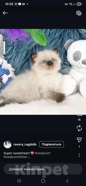 Кошки в Нижнем Новгороде: Высокопородные котята Рэгдолл  Девочка, 60 000 руб. - фото 1
