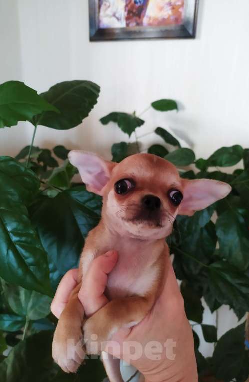 Собаки в Москве: Рыжая небольшая красавица  Девочка, 60 000 руб. - фото 6