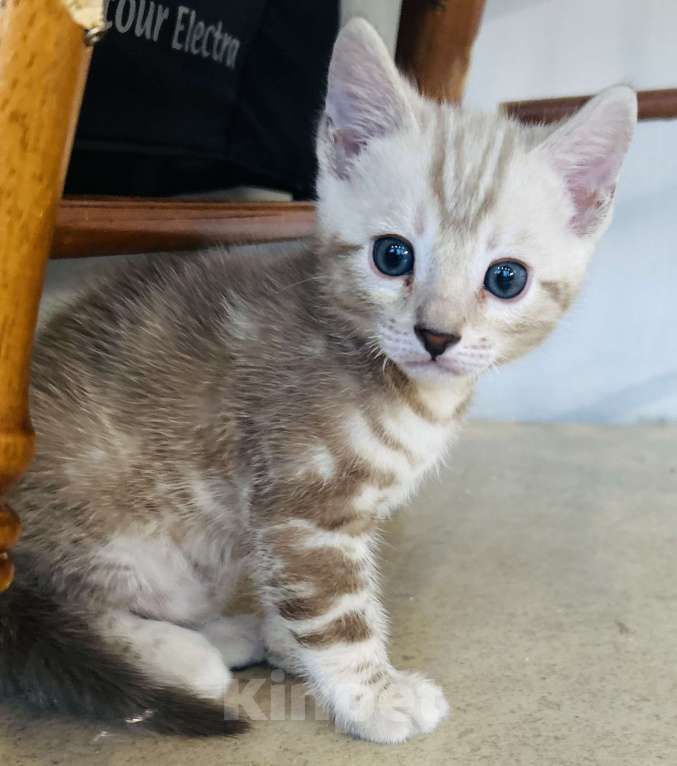 Кошки в Казани: Линкс розетка  Девочка, 35 000 руб. - фото 2