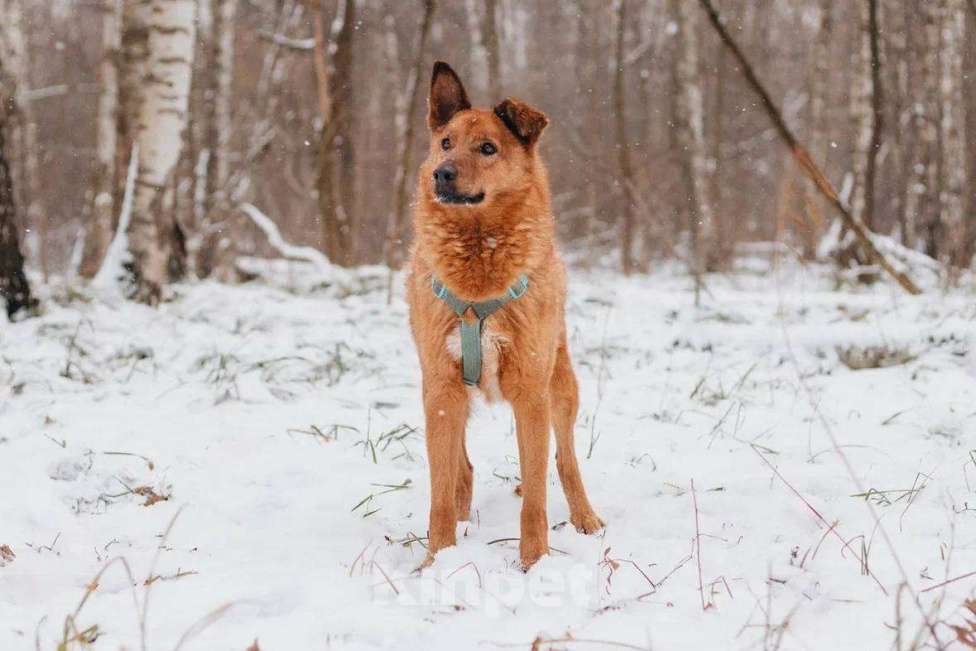 Собаки в Москве: Люмус ищет дом  Мальчик, Бесплатно - фото 2