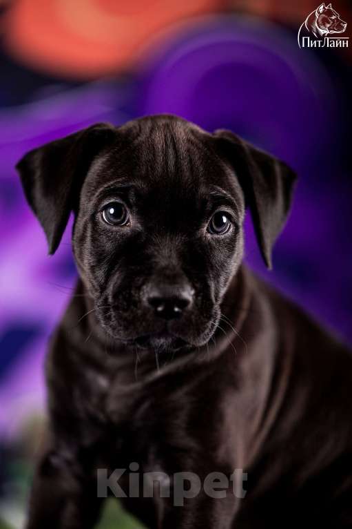 Собаки в Ульяновске: Американский питбультерьер, щенок Мальчик, Бесплатно - фото 3