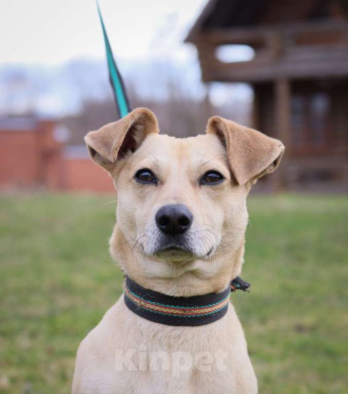 Собаки в Подольске: Кокки , кобель-коротколапик 3х лет в добрые руки Мальчик, Бесплатно - фото 3