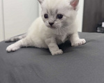 Кошки в Златоусте: Шотландский прямоухий Мальчик, 7 000 руб. - фото 1