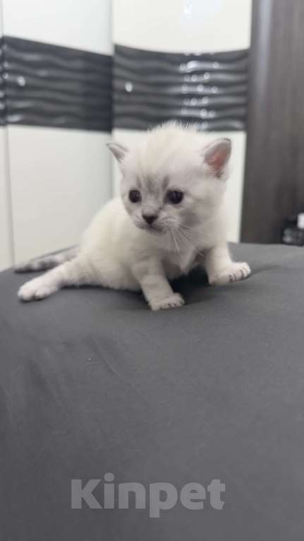 Кошки в Златоусте: Шотландский прямоухий Мальчик, 7 000 руб. - фото 1