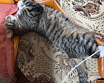 Кошки в Шахте: Потерялся кот Коржик Мальчик, 5 руб. - фото 4