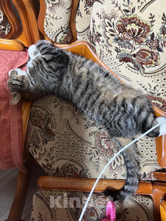 Кошки в Шахте: Потерялся кот Коржик Мальчик, 5 руб. - фото 4