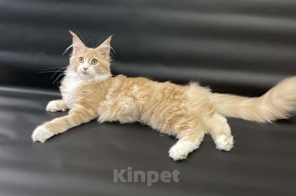 Кошки в Артеме: Девочка порода мейн кун Девочка, 50 000 руб. - фото 5