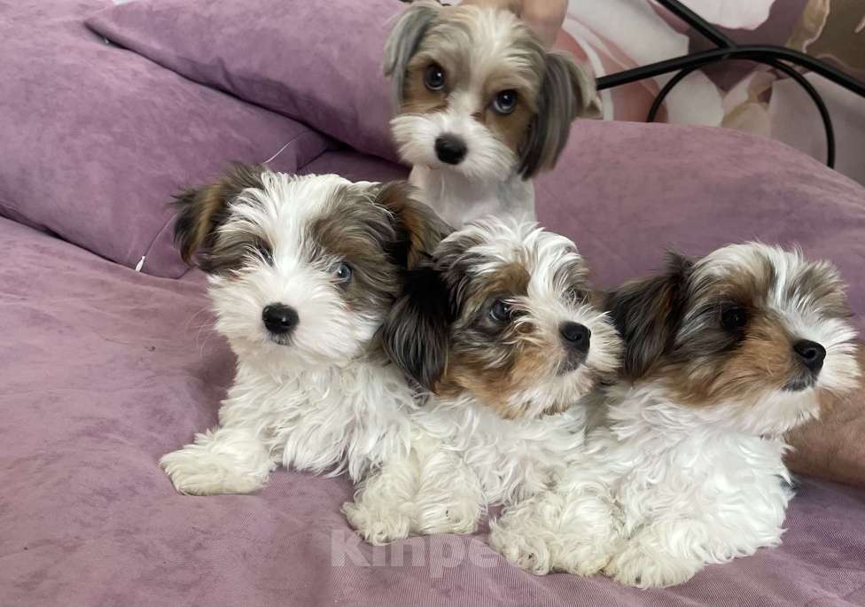 Собаки в Дзержинске: Щенки бивер-йорка Разнополые, 25 000 руб. - фото 1