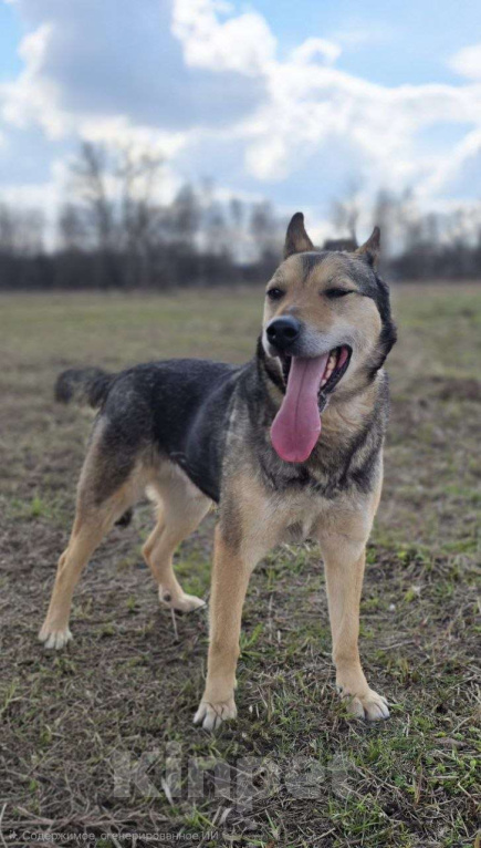 Собаки в Королеве: Яша ждёт своего человека! Мальчик, Бесплатно - фото 1