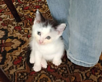 Кошки в Среднеуральске: Котёнок в добрые руки Девочка, Бесплатно - фото 4