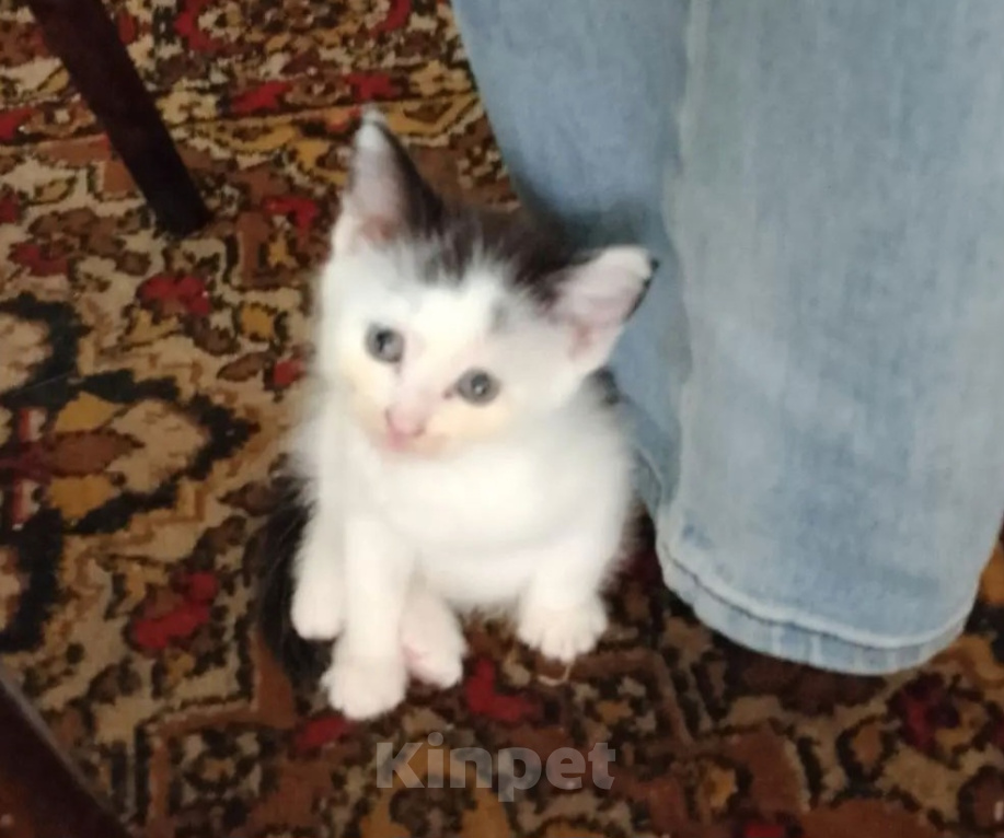 Кошки в Среднеуральске: Котёнок в добрые руки Девочка, Бесплатно - фото 4
