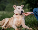 Собаки в других городах Владимирской области: Белоснежка в добрые руки) Девочка, Бесплатно - фото 4