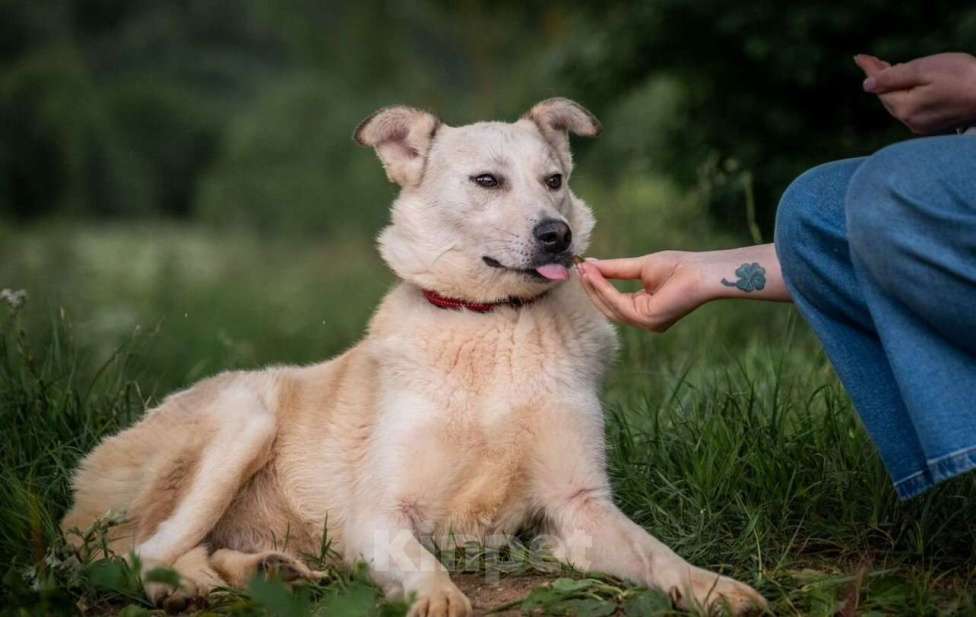 Собаки в других городах Владимирской области: Белоснежка в добрые руки) Девочка, Бесплатно - фото 4
