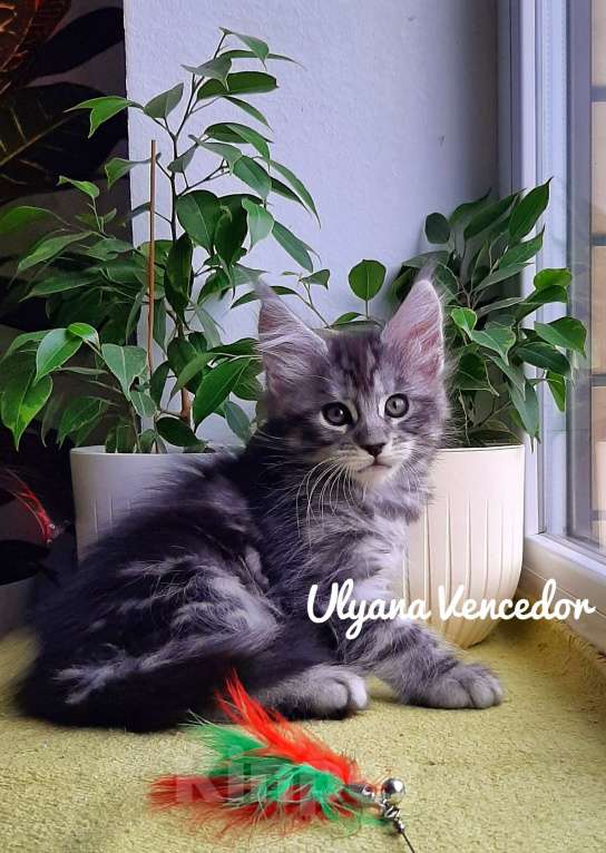 Кошки в Краснодаре: Котята мейн кун серебрянные Девочка, 45 000 руб. - фото 3
