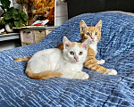 Кошки в Старом Купавне: Котята Мальчик, Бесплатно - фото 1