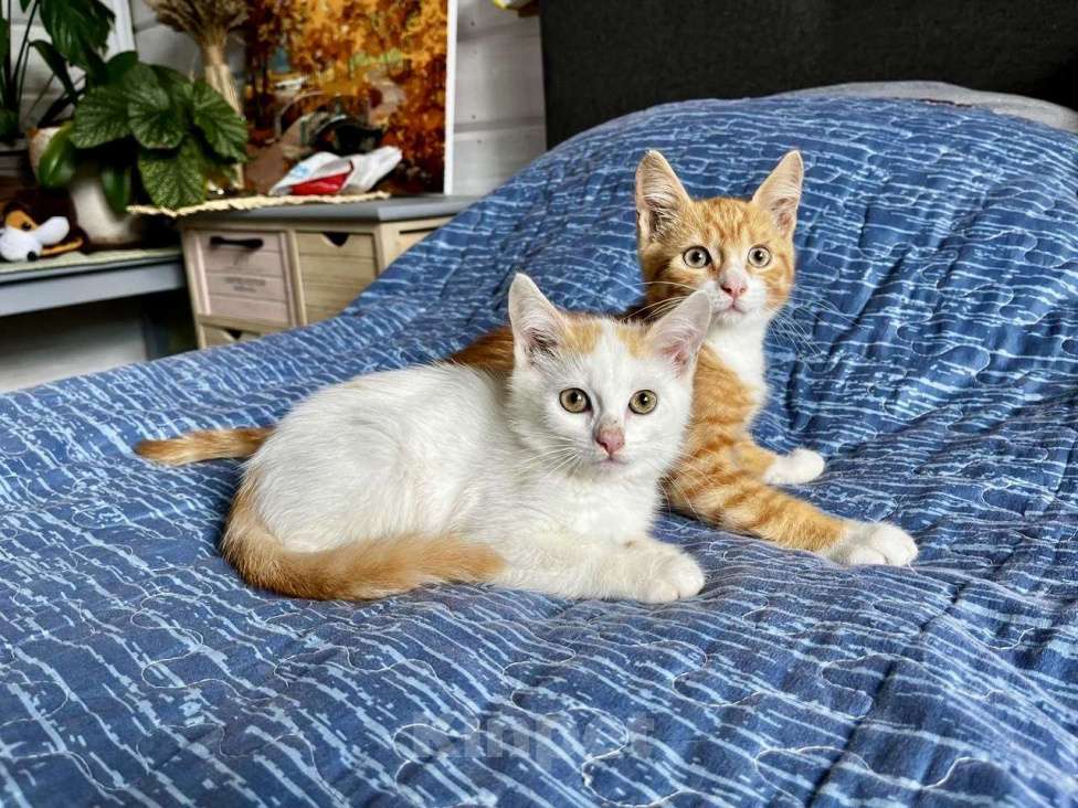 Кошки в Старом Купавне: Котята Мальчик, Бесплатно - фото 1