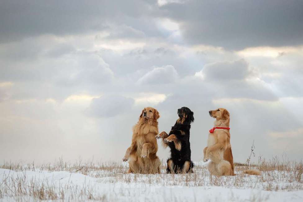 Собаки в Москве: щенки ховаварта Мальчик, Бесплатно - фото 5