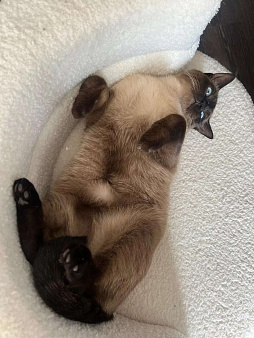 Отдам в добрые руки