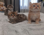 Кошки в Санкт-Петербурге: Шотландские вислоухие и прямоухие котята Девочка, 8 000 руб. - фото 3