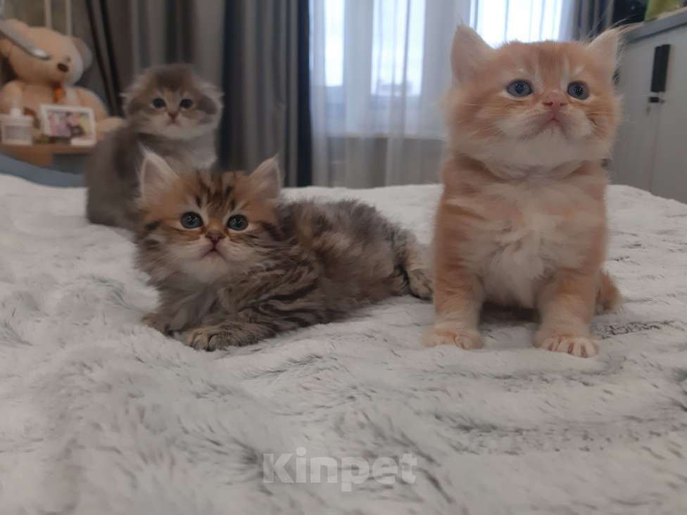 Кошки в Санкт-Петербурге: Шотландские вислоухие и прямоухие котята Девочка, 8 000 руб. - фото 3